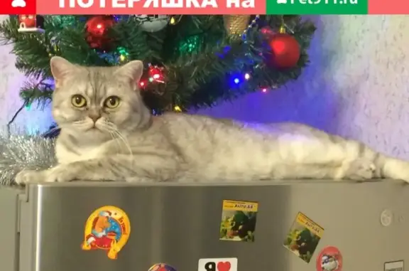 Кошки потеряшки, Марьинское, фото: Потеряшка кошка в Дубровке, Тверская область