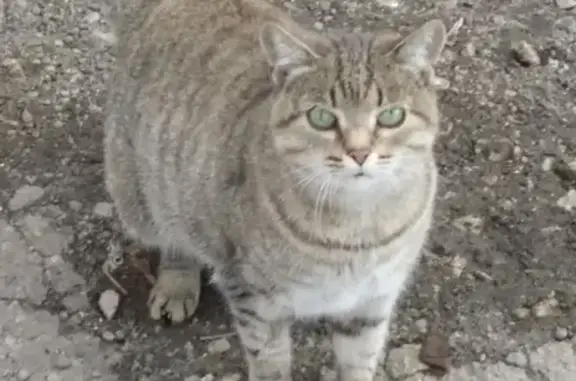 Пропала кошка на ул. Дружаева, Нижний Новгород