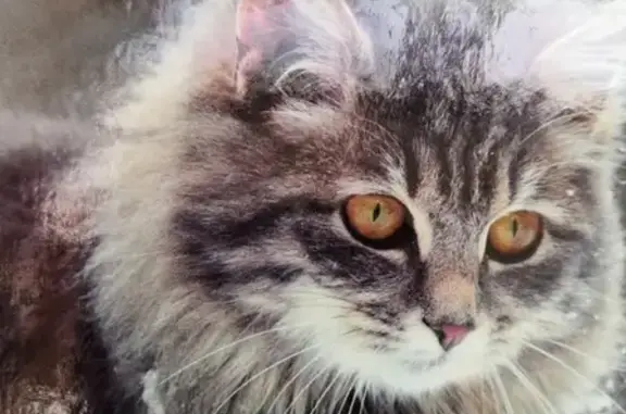 Кошки потеряшки, посёлок Верный Путь, фото: Потеряшка кошка Муся в поселке Верный Путь, Брянский район