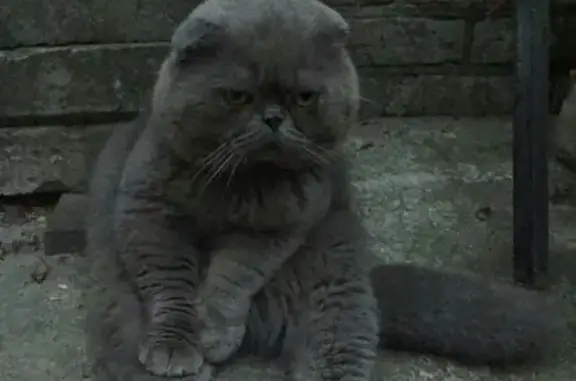 Кошки потеряшки, Широчанка, фото: Потеряшка кот шотландской породы в поселке Широчанка, Краснодарский край