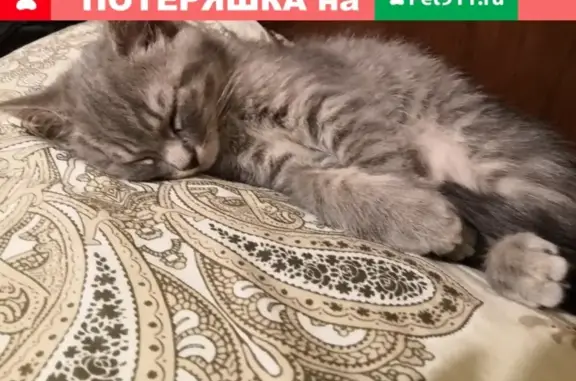 Пропал кот в Трёхгорном, Челябинская область