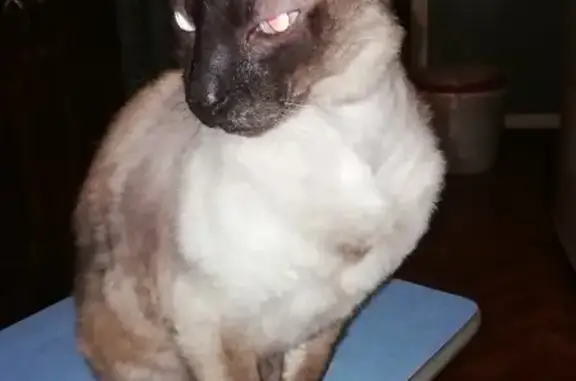 Кошки потеряшки, Фофанцево, фото: Потеряшка кошка Даня в Фофанцево