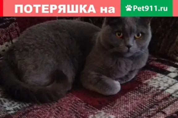 Пропал кот Дымон в Комсомоле, ЛО