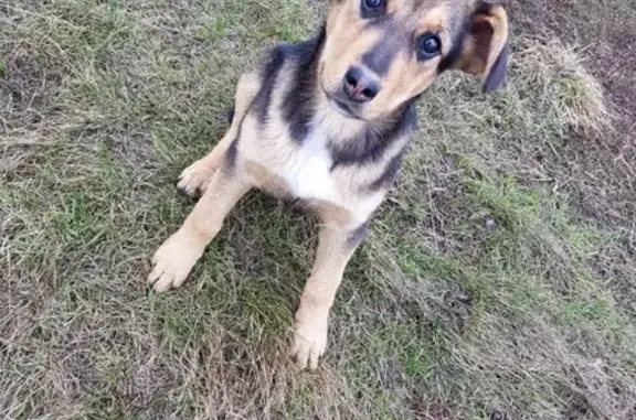 Собаки потеряшки, село Архангельские Борки, фото: Потеряшка собака в Липецком районе, село Арх.Борки