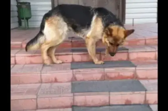 Найдена собака в Авиаторе, Барнаул