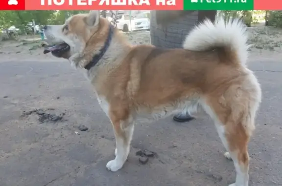 Найдена собака на Краснофлотской улице, Улан-Удэ