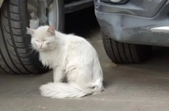 Найден белый кот Москва, Алтуфьево