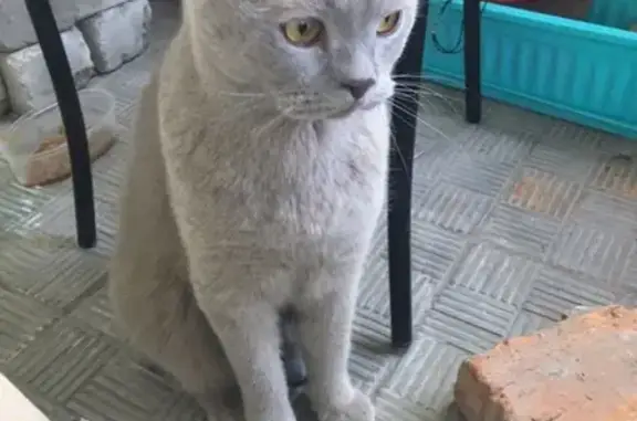 Найдена кошка на ул. Гущина, Барнаул