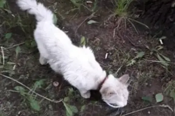 Найден белый котик с ошейником возле школы N2 в Смоленске