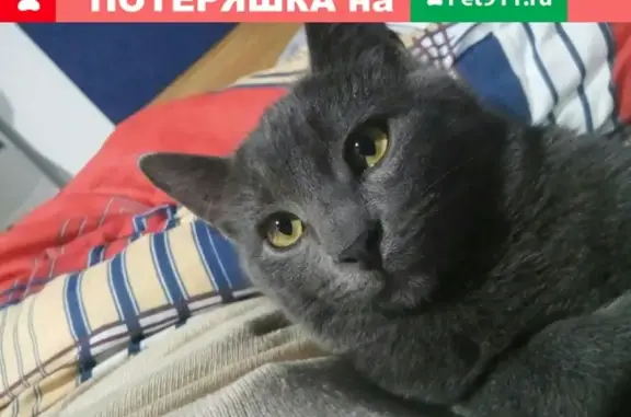 Пропал серый кот возрастом 2 года в Краснодарском крае