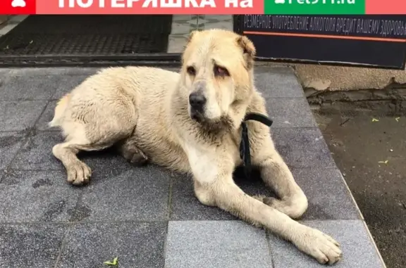 Найдена собака на ул. Пушкина в Калининграде