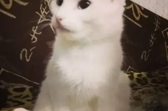 Пропала глухая белая кошка на ул. Сулимова 77