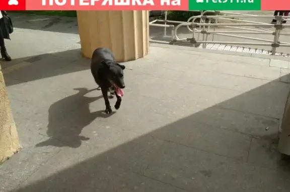 Найдена собака в Кировском районе СПб