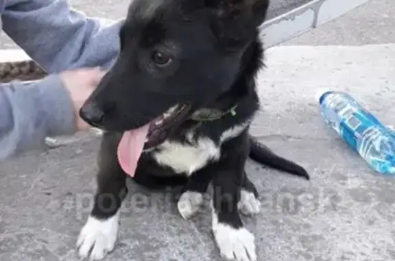 Найдена собака на территории ДК Сибтекстильмаш