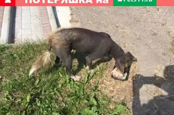 Собака найдена в Смольянь, возможно потеряшка (41 символ)