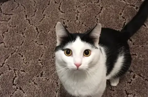 Кошки потеряшки, Богатые Сабы, фото: Потеряшка кот на строителе 11, Богатые Сабы. Помогите!