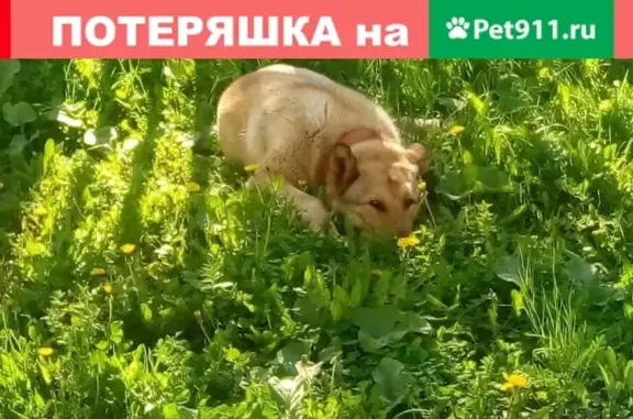 Найдена собака на Садовой