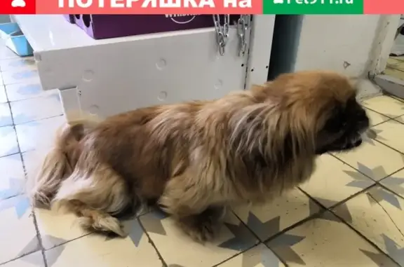 Собака найдена на Мира, 1, в ветеринарке, г. Межгорье