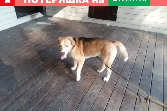 Найдена собака в Ногинском парке, ищем владельца