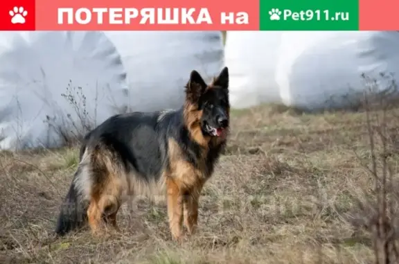 Пропала собака на Н.Островского, кличка Рэй.