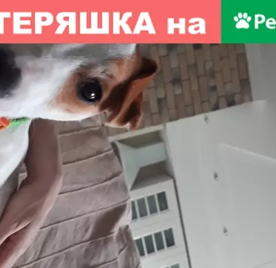 Пропала собака породы джек рассел в Ярославле, район Березовая роща, ошейник салатовый с оранжевым.