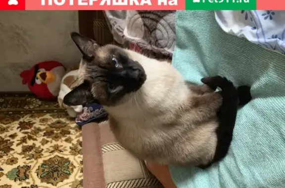 Найден кот в Купчино, Малая Балканская 42 к 3