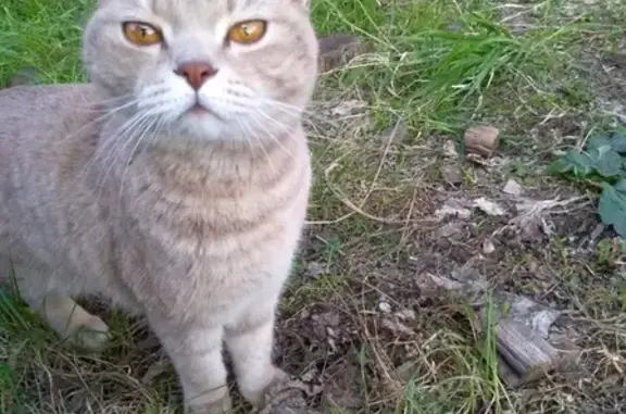 Найден котик в поселке Манский, Красноярский край