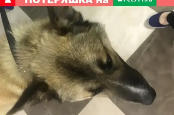 Найдена собака, Могоча, фото: Найден молодой кобель в Москве, ищем хозяина: тел. 9(910)453-79-46