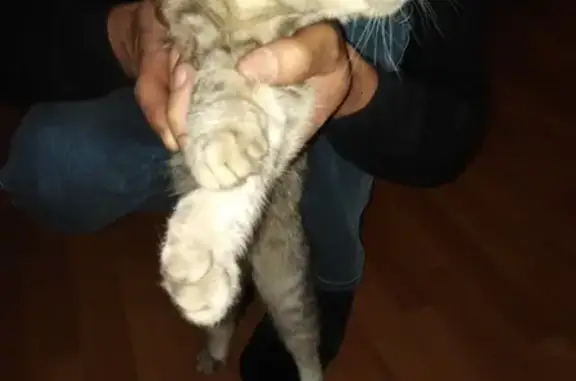Найдена кошка в т.ц Шоколад, Иваново