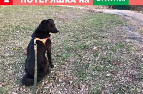 Пропала собака на ул. Пушкина в Гродно, Беларусь