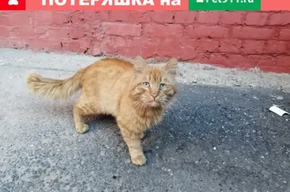 Найдена рыжая кошка на Титова, ищет нового хозяина