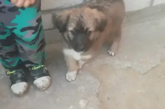 Пропал щенок в Сызрани, район Молдавки