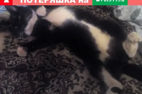 Пропал кот Василек в Ноябрьске, район Фрегата.