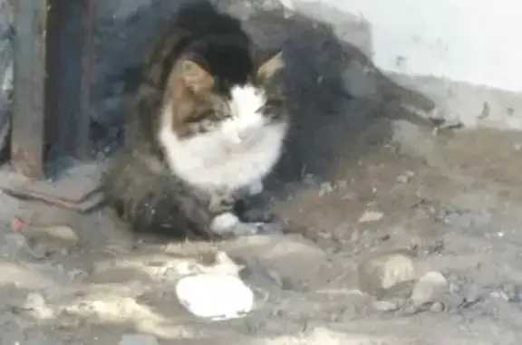 Найдена кошка в Калининском районе, нужна помощь!