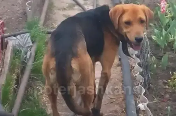 Найдена собака в Первомайском районе, Матвеевка