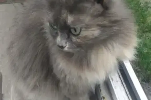 Найдена кошка на Мокрушина в Томске