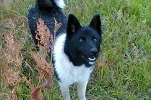 Собаки потеряшки, Сыктывкар, фото: Потеряшка собака в Сыктывкаре, СТ Эжва.