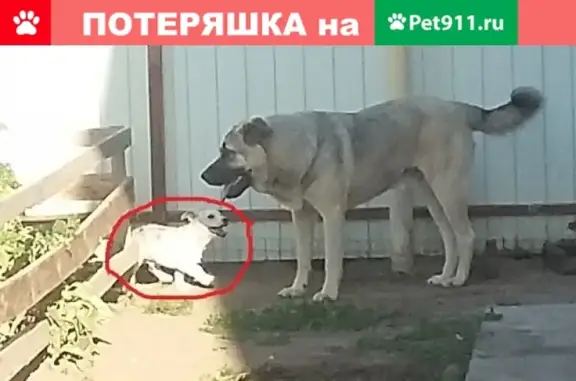 Пропала белая собачка в селе Началово, помогите найти!