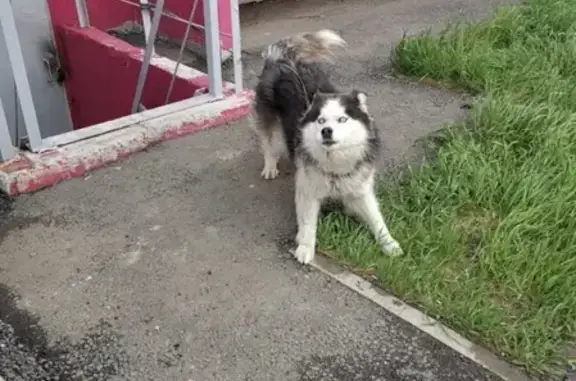 Собака найдена возле дома в Омске, ищем владельца!