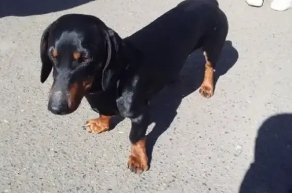 Найдена собака, Красноярск, фото: Найдена такса, ищем хозяина в Красноярске