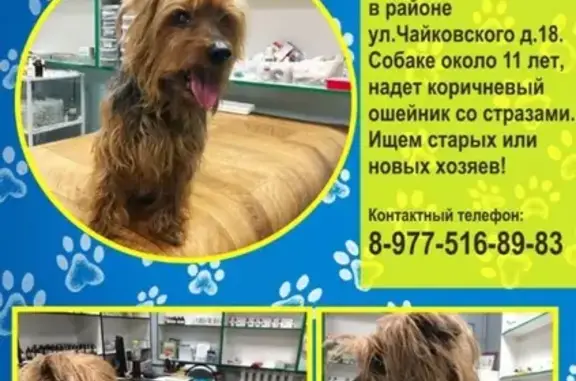 Найдена собака на ул. Чайковского в Подольске