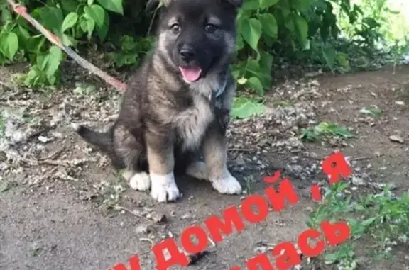 Найден щенок в Липецке, район НЛМК