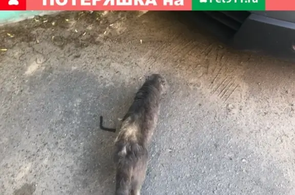 Найдена кошка в Коломне, ищем хозяина