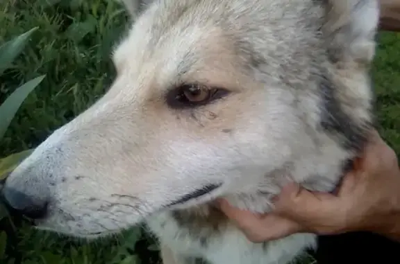 Найдена собака в Ростове, нужна помощь!