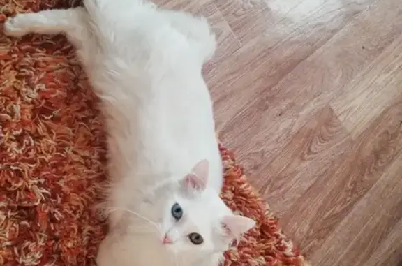 Пропала белая кошка на ул. Костычева 3 в Рязани