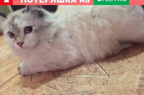 Пропала кошка Бусинка в центре Сызрани