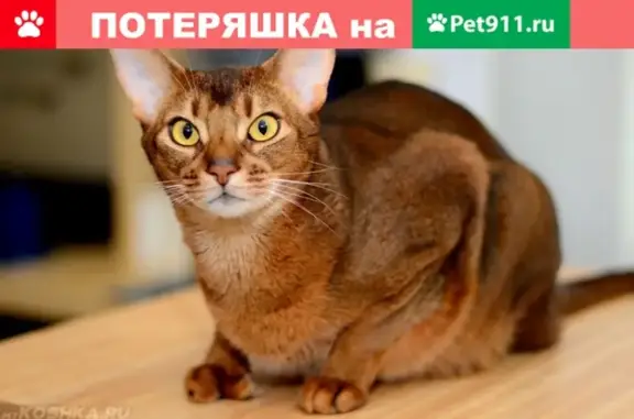 Пропала кошка на Московской 29 в Сарове