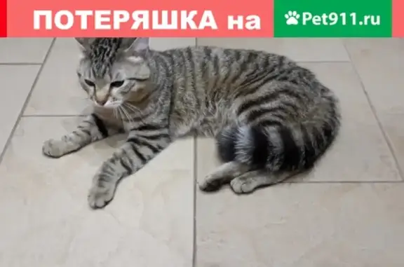 Найден кот на Киевской 28 #потеряшки_БФЗоозащита