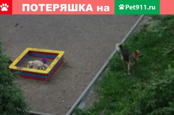 Найдена собака на улице Гудованцева в Казани