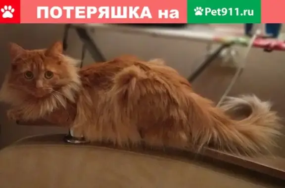 Кошки потеряшки, Москва, фото: Потеряшка кошка Азура на Братской улице, Москва